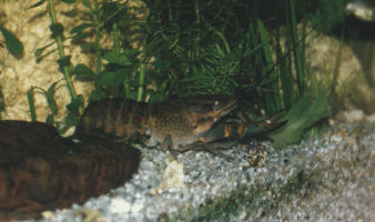 photo d'aquarium