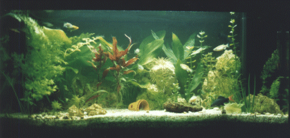 photo d'aquarium